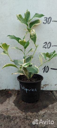 Корнесобственные цитрусы лимон лайм цитрон