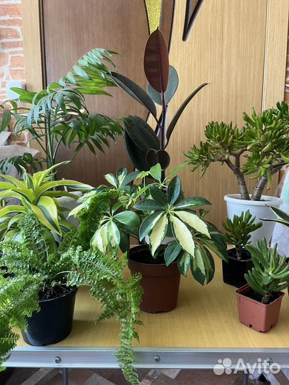 Комнатные цветы