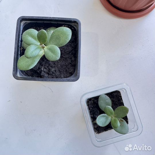 Комнатный цветок денежное дерево толстянка