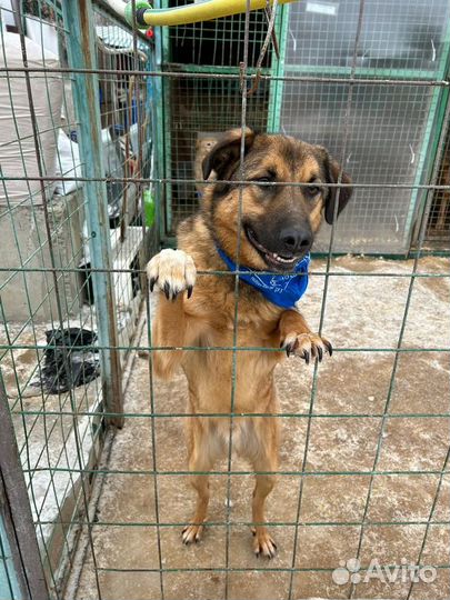 Самый ласковый пёсик в приюте