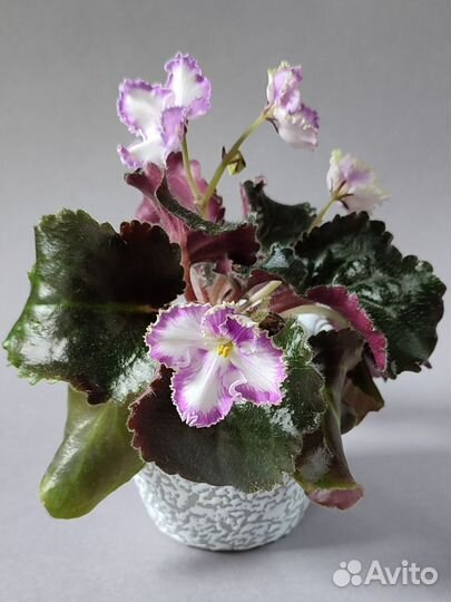 Детки фиалок (сорта в описании)