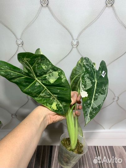 Алоказия Фрайдек вариегатная