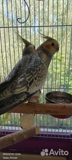 Птенцы нимфа-корелл