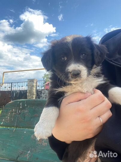 Щенки спаниель