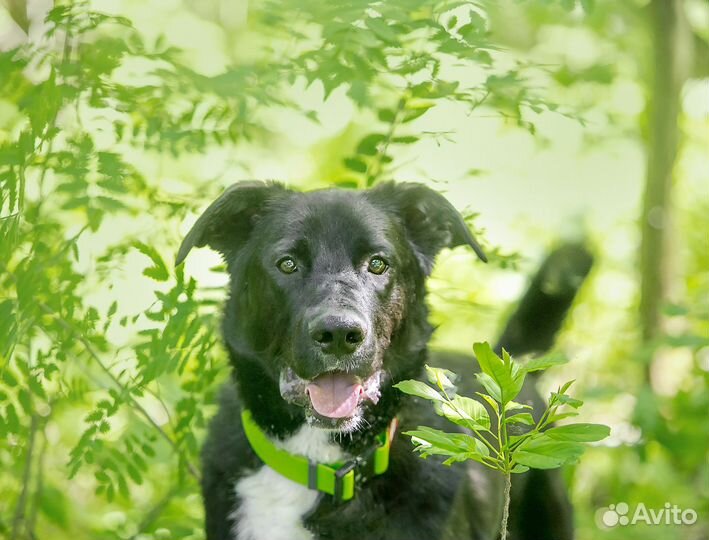 Собака в дар в добрые руки