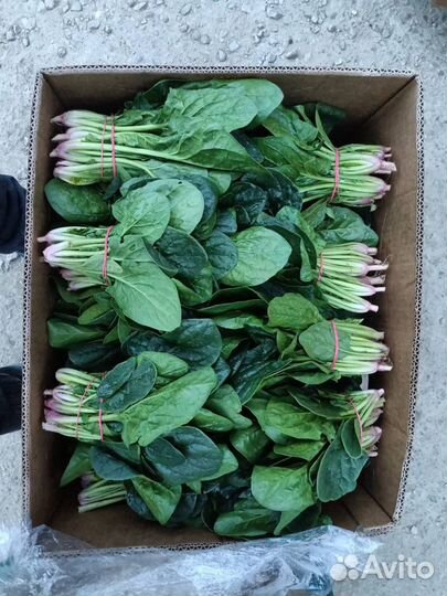 Шпинат свежий зелень