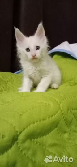 Британские котята готовые 2мес