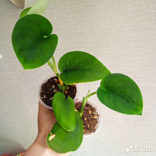 Сциндапсусы