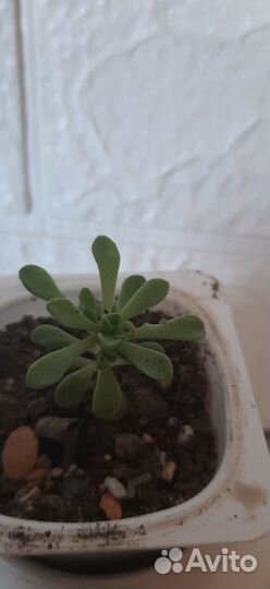 Суккуленты