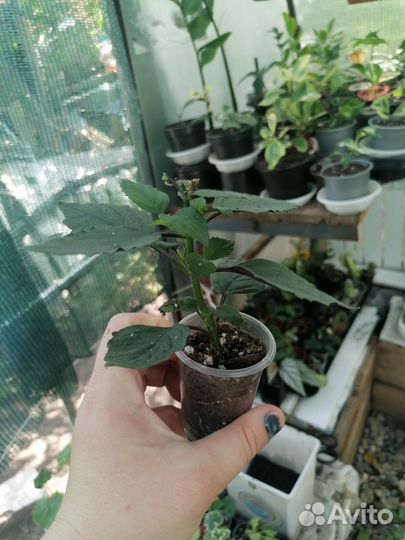 Комнатная сирень (плектрантус мона лавендер)