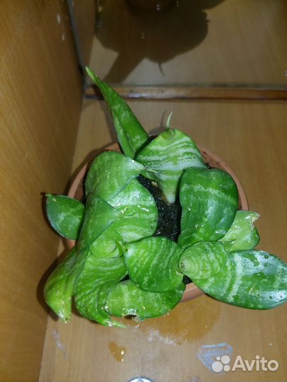 Сансевиерия