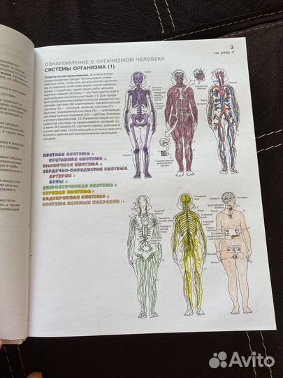 Книга анатомия человека атлас раскраска