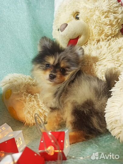 Померанский шпиц мини щенок