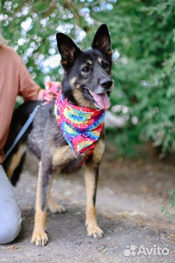 Спасите собаку из приюта