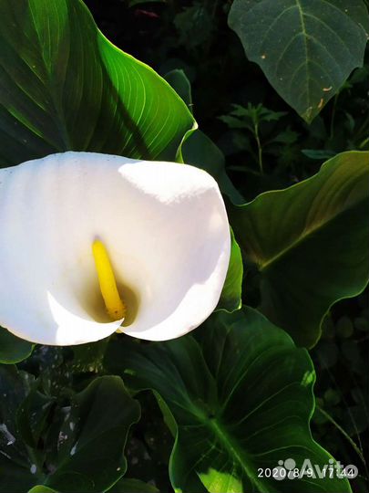 Каллы белые