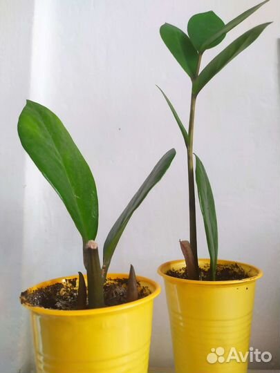 Замиокулькас