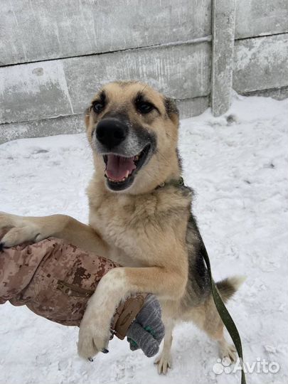 Очаровательный пес Муха в добрые руки