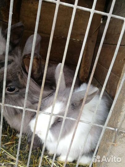 Декоративные кролики