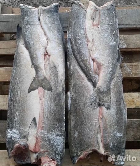 Рыба кижуч свежемороженый