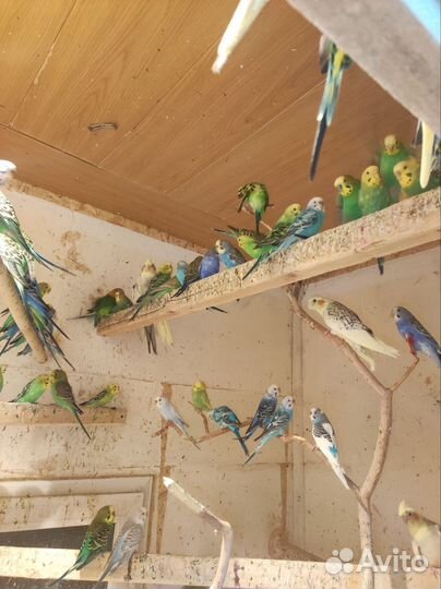 Грызуны оптом иив розницу