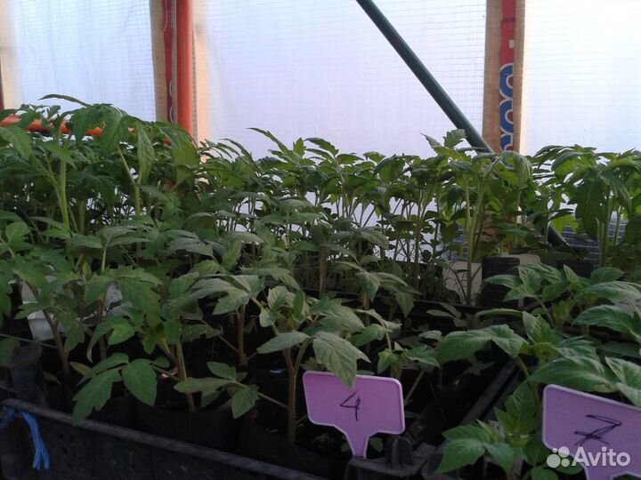 Рассада томатов
