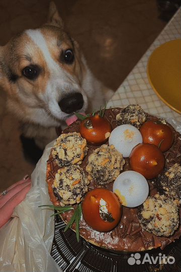 Догситтер екатеринбург