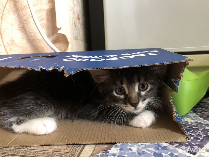 Котенок девочка в добрые руки