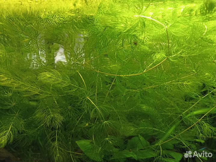 Роголистник, валлиснерия, бакопа, криптокорина