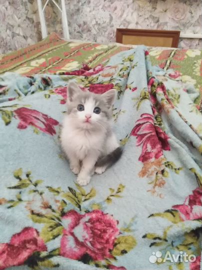 Котенок в добрые руки