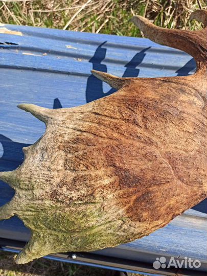 Продам рога лося