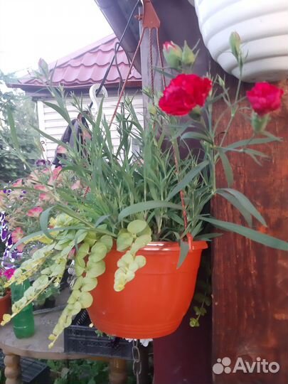 Цветы для дома и для сада