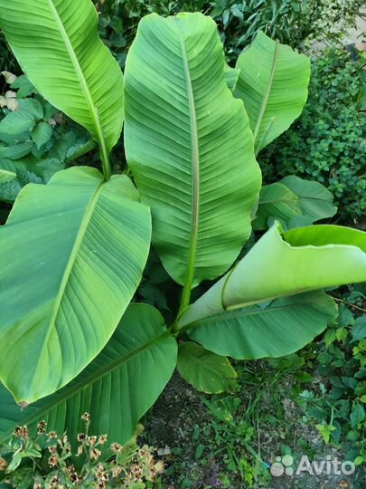 Декоративный банан