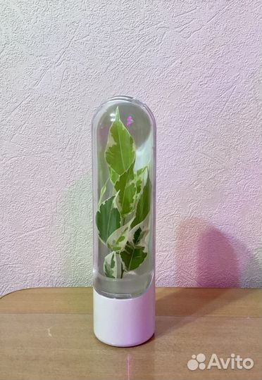 Контейнер для укоренения растений