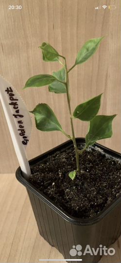 Бугенвиллея