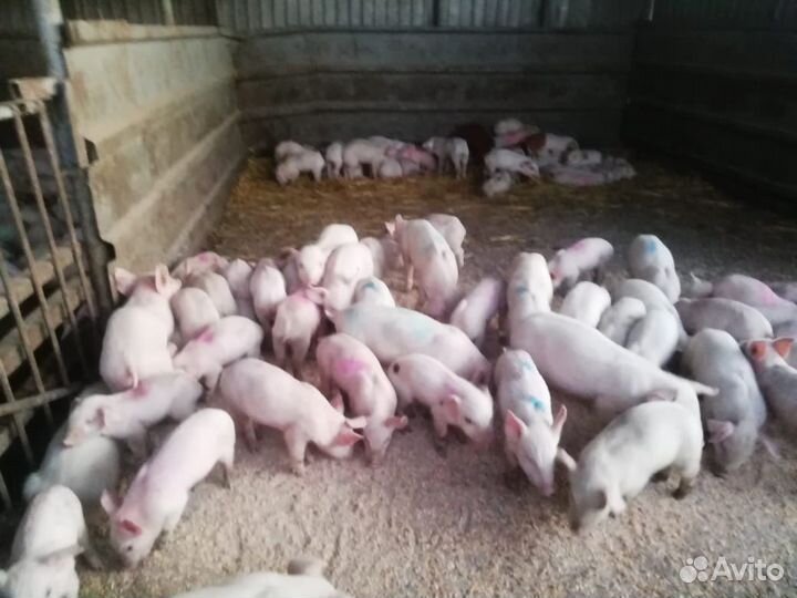 Поросята