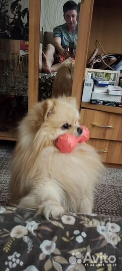 Вязка Померанский Шпиц ищет невесту