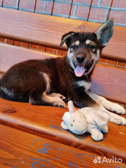 Собака щенок помесь в добрые руки