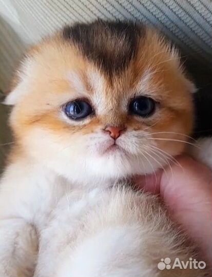 Котята из питомника