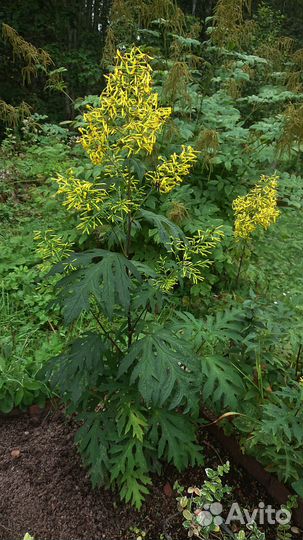 Бузульник тангутский. Рудбеккия многолетняя