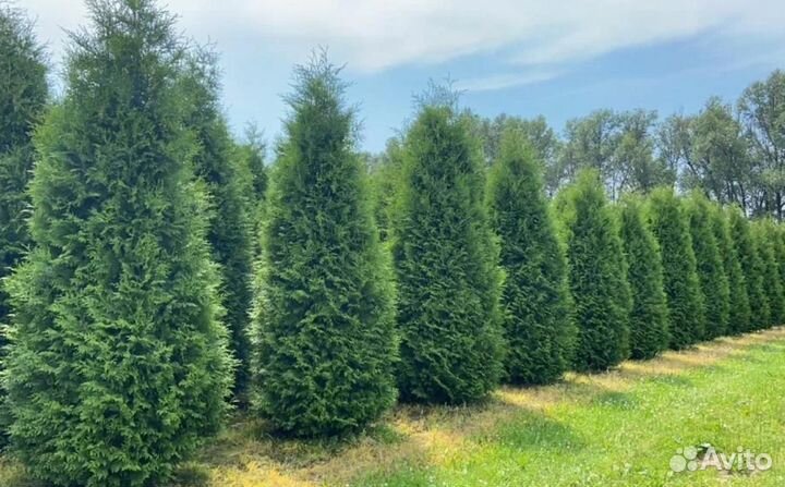 Туя смарагд оптом