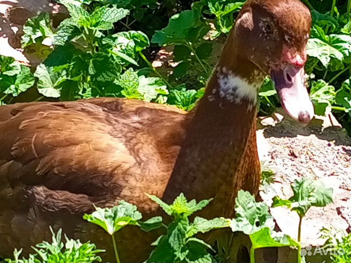 Яйцо для инкубации мускусной утки Красный бык