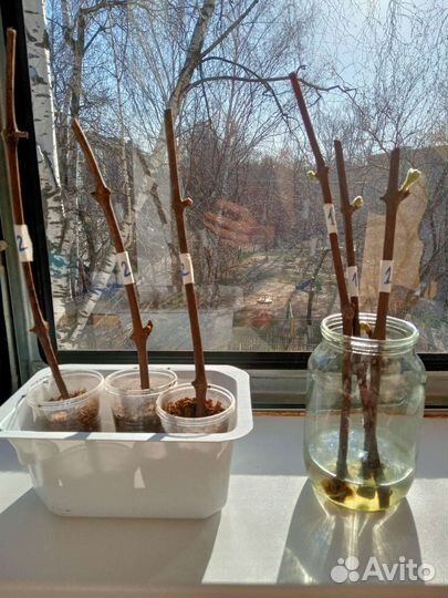 Черенки винограда(чубук)