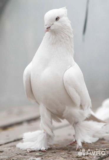 Андижанские голуби