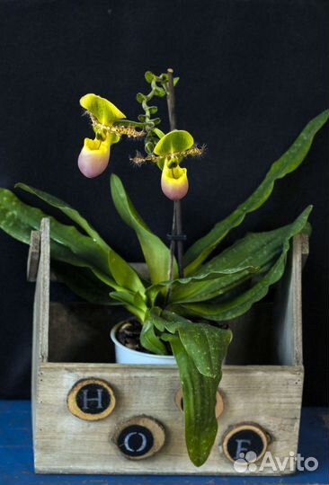 Пафиопедилюм, орхидея paphiopedilum Pinoccio