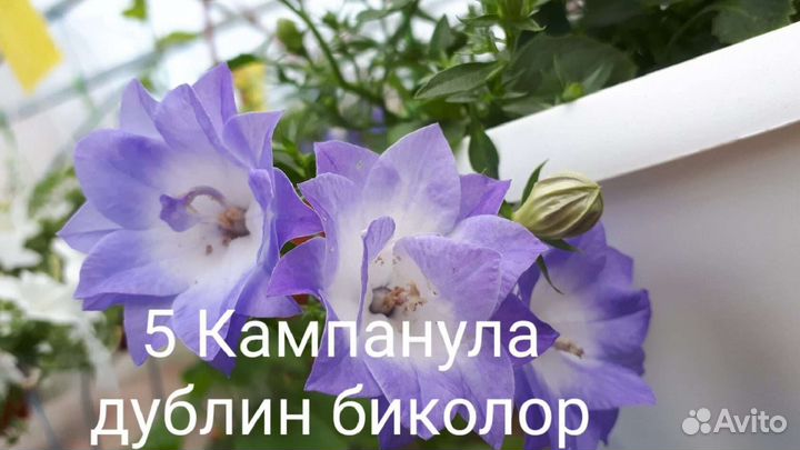 Кампанула жених невеста