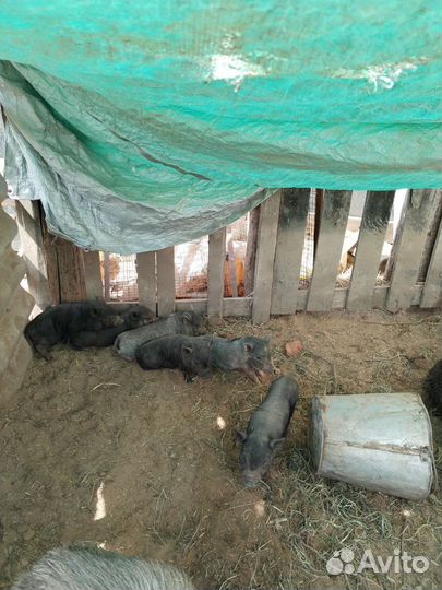 Вьетнамск вислобрюхий поросенок