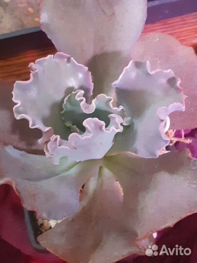 Суккуленты 1