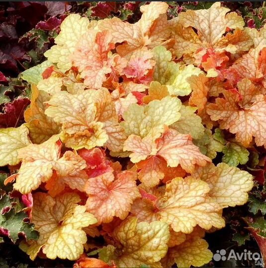 Гейхеры 6 видов