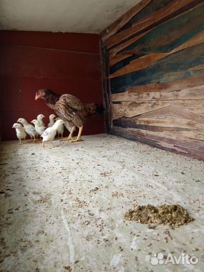 Бойцовая курица