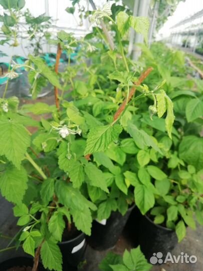 Саженцы малины